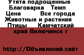 Утята подрощенные “Благоварка“,“Темп“ › Цена ­ 100 - Все города Животные и растения » Птицы   . Камчатский край,Вилючинск г.